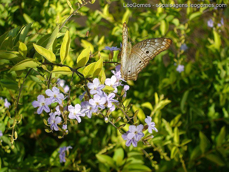 borboleta